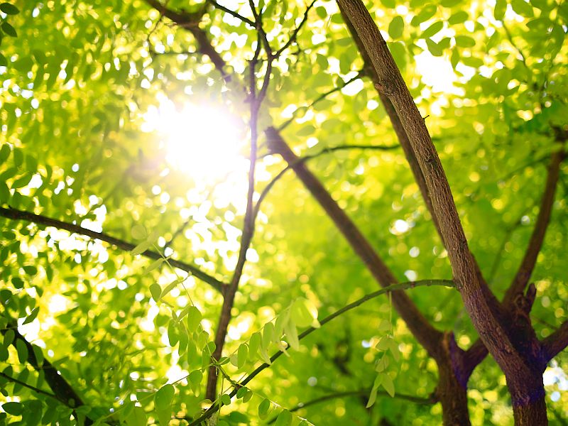 sunlight through the tree canopy
